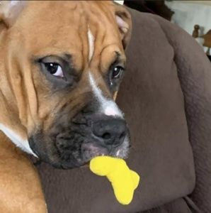 Meet your Posher, Brandon